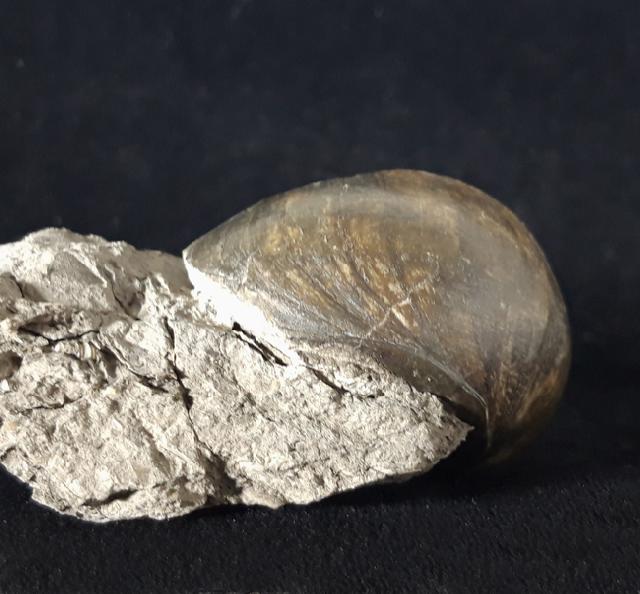 Ampullina sp. (FRUSSAC 1822) - Bild © FossNet FossilienStore